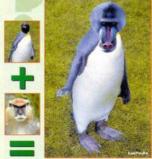 На тему пингвинов